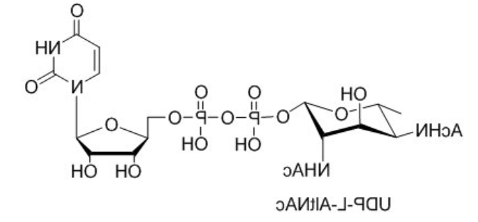 UDP-L-AltNAc，UDP-L-PneNAc，UDP-L-RhaNAc