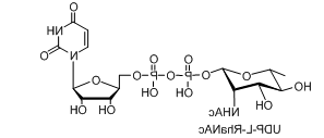 UDP-L-AltNAc，UDP-L-PneNAc，UDP-L-RhaNAc