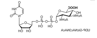 UDP-GlcNAc3NAcA,UDP-N-乙酰基葡萄糖胺(UDP-GlcNAc),核苷酸标记N-乙酰基葡萄糖胺 UDP-GlcNAc3NAcA,UDP-N-乙酰基葡萄糖胺(UDP-GlcNAc),核苷酸标记N-乙酰基葡萄糖胺