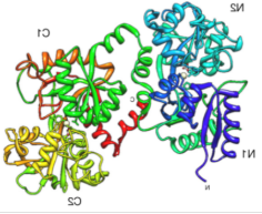 Lactoferrin  