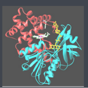 Catalase-PEG-PTX