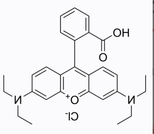 顺铂-罗丹明B 