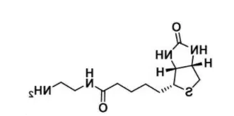 Biotin-NH2