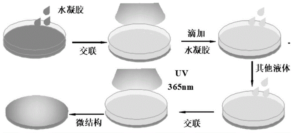 光固化GelMA明胶水凝胶,EFL可见光固化水凝胶(GelMA) 光固化GelMA明胶水凝胶,EFL可见光固化水凝胶(GelMA)