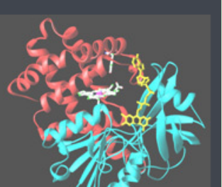 Metronidazole-PEG2000-Catalase