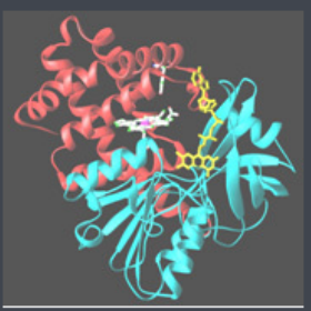 Raltitrexed-PEG-Catalase Raltitrexed-PEG-Catalase