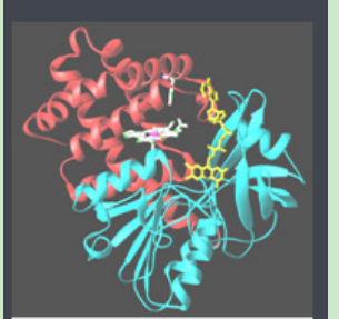 Ad-PEG-Catalase Ad-PEG-Catalase