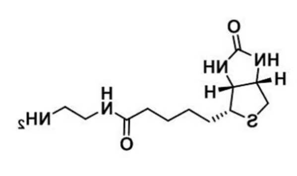 111790-37-5，Biotin-NH2，生物素-氨基，N-(2-氨基乙基)生物素胺，可使抗体、蛋白质，含羧基的生物分子简单生物素化