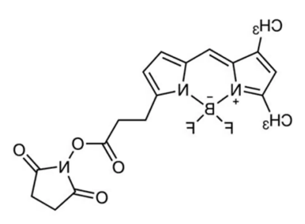 BDP FL NHS ester，146616-66-2，一种用于488 nm通道的**染料，是荧光素的替代品