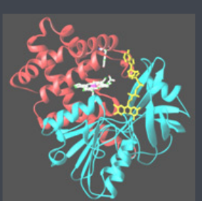 Pemetrexed-PEG-Catalase