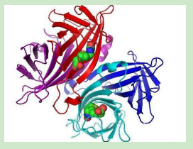 anisamide-PEG-Streptavidins