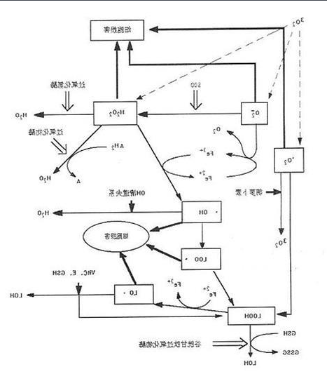 活性氧  