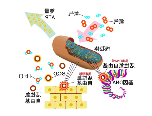 活性氧 