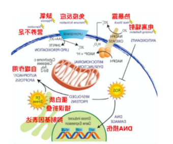 ROS浓度 ROS浓度