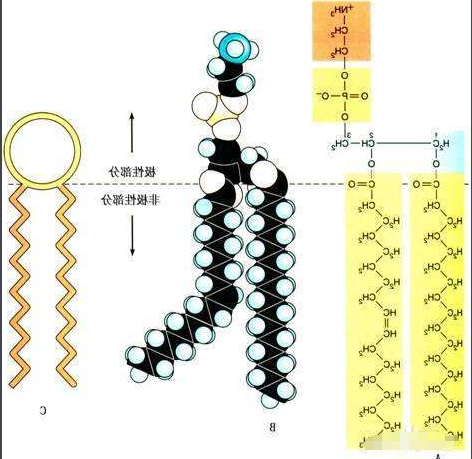 CAS:4235-95-4 二油酰基磷脂酰胆碱 DOPC (18:1 PC)