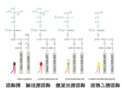 DSPC-Se-Se-Alkyne