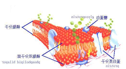 DSPC-TK-SP94
