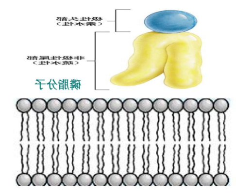 DPPC-PEG-CY7 