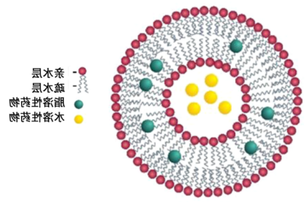 表面修饰MAL的脂质体包冬凌草甲素