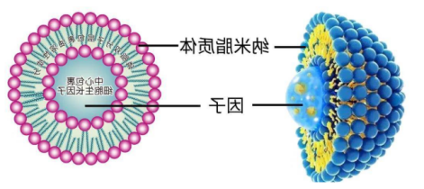 DSPC脂质体表面修饰荧光FITC DSPC脂质体表面修饰荧光FITC