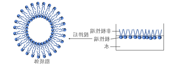 PC,PE,Cholesterol,PS,PI空白脂质体