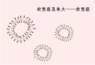 雷帕霉素脂质体