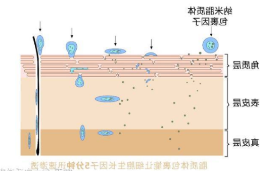 脂质体包载DNA