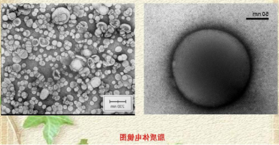 二油酰磷脂酰胆碱脂质体包载近红外染料CY7
