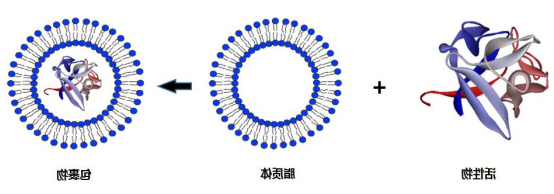 CY5.5-脂质体@ZIF-8