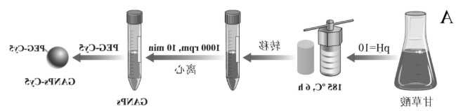甘草酸纳米粒GANPs