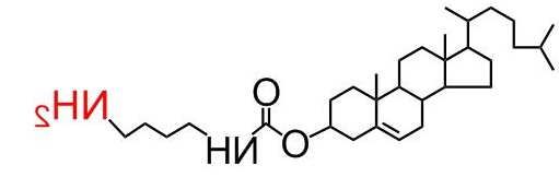 CLS-NH2 、胆固醇-氨基、 Cholesterol-NH2