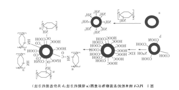 PLGA纳米粒负载蛋白