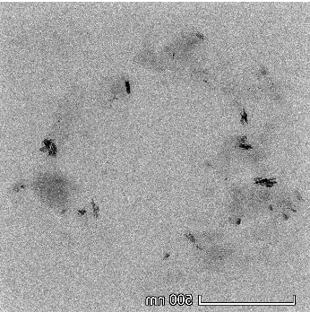 羧基化二硫化钼 MoS2-COOH 羧基化二硫化钼 MoS2-COOH