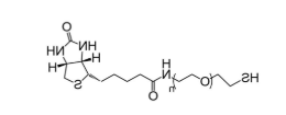 Biotin-PEG-SH，生物素-聚乙二醇-巯基，Biotin-PEG-Thiol
