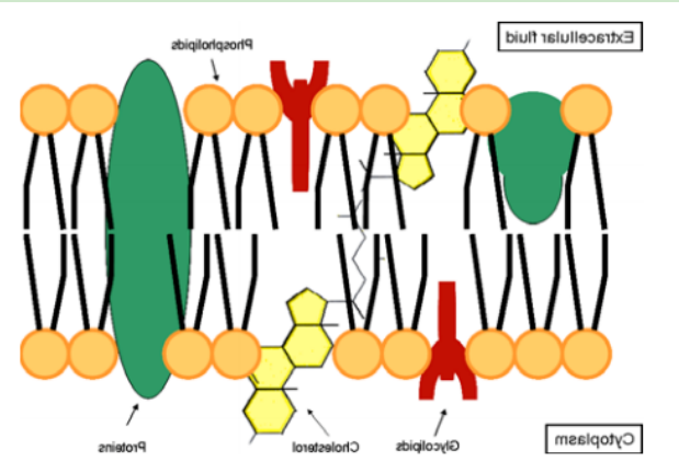 DSPE-PEG-PTP DSPE-PEG-PTP