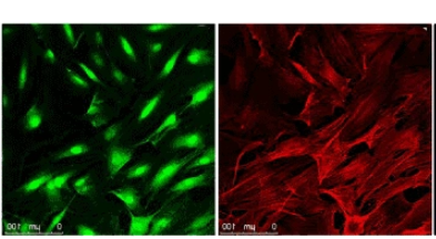 FITC-C2-Biotin