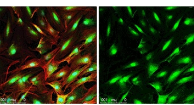 CY3-PEG-cholesterol