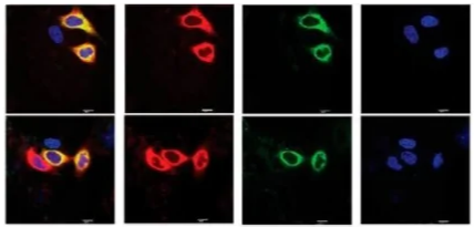 Thiol-PEG-Cy5.5