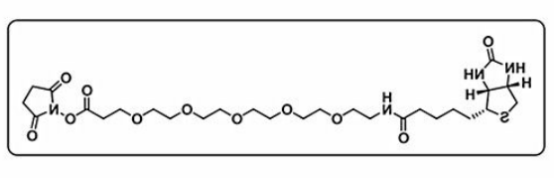 Biotin-PEG5-NHS ester