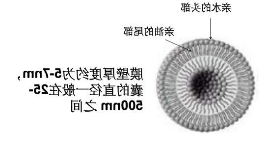 曲安奈德壳聚糖脂质体