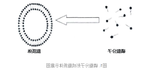酒石酸长春瑞滨脂质体