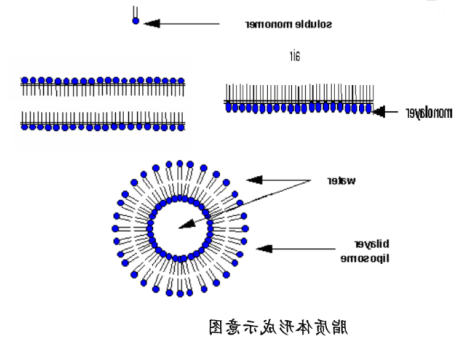 尼达尼布脂质体