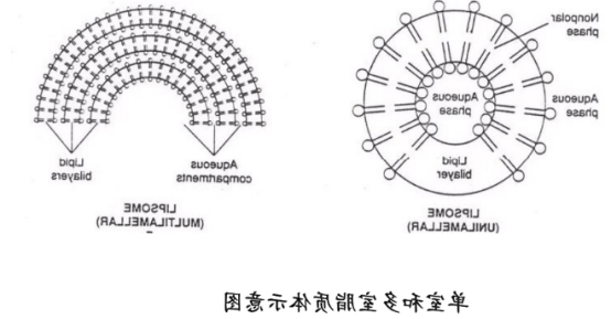 核酸适配体修饰脂质体