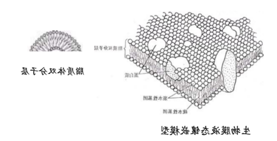 穿膜肽TAT修饰丹酚酸B脂质体