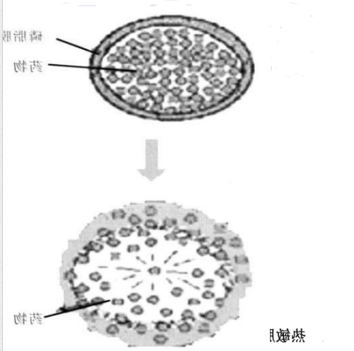 OCT修饰双氢青蒿素脂质体