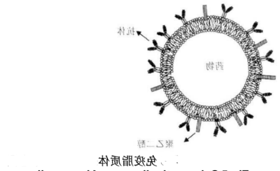 伊立替康脂质体
