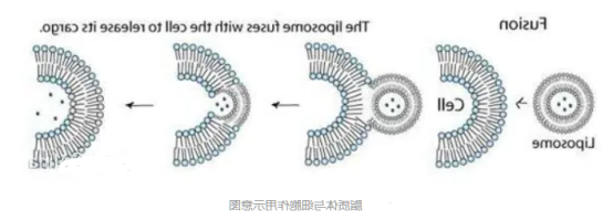 多柔比星脂质体