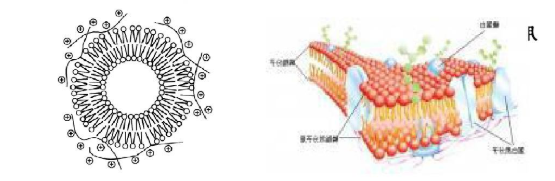 神经酰胺脂质体 Liposomes 