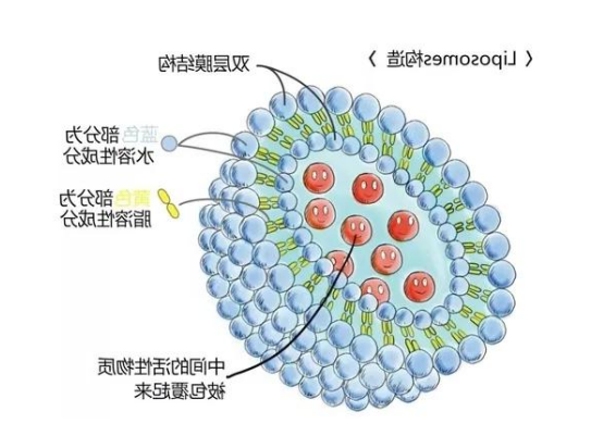 靶向两性霉素B脂质体