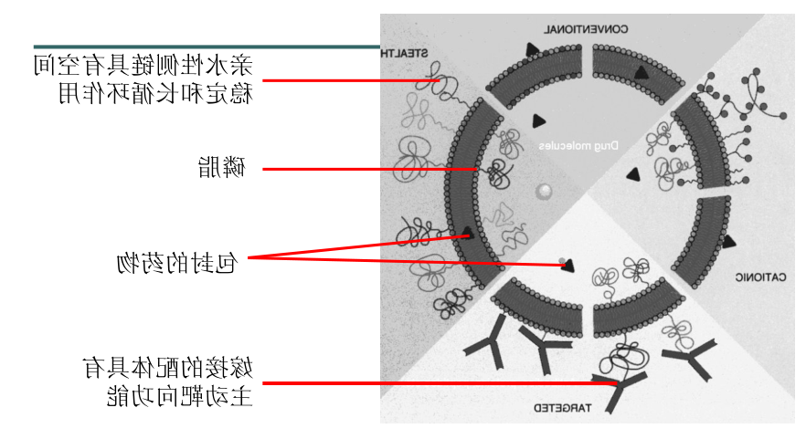 紫杉醇阳离子脂质体 紫杉醇阳离子脂质体